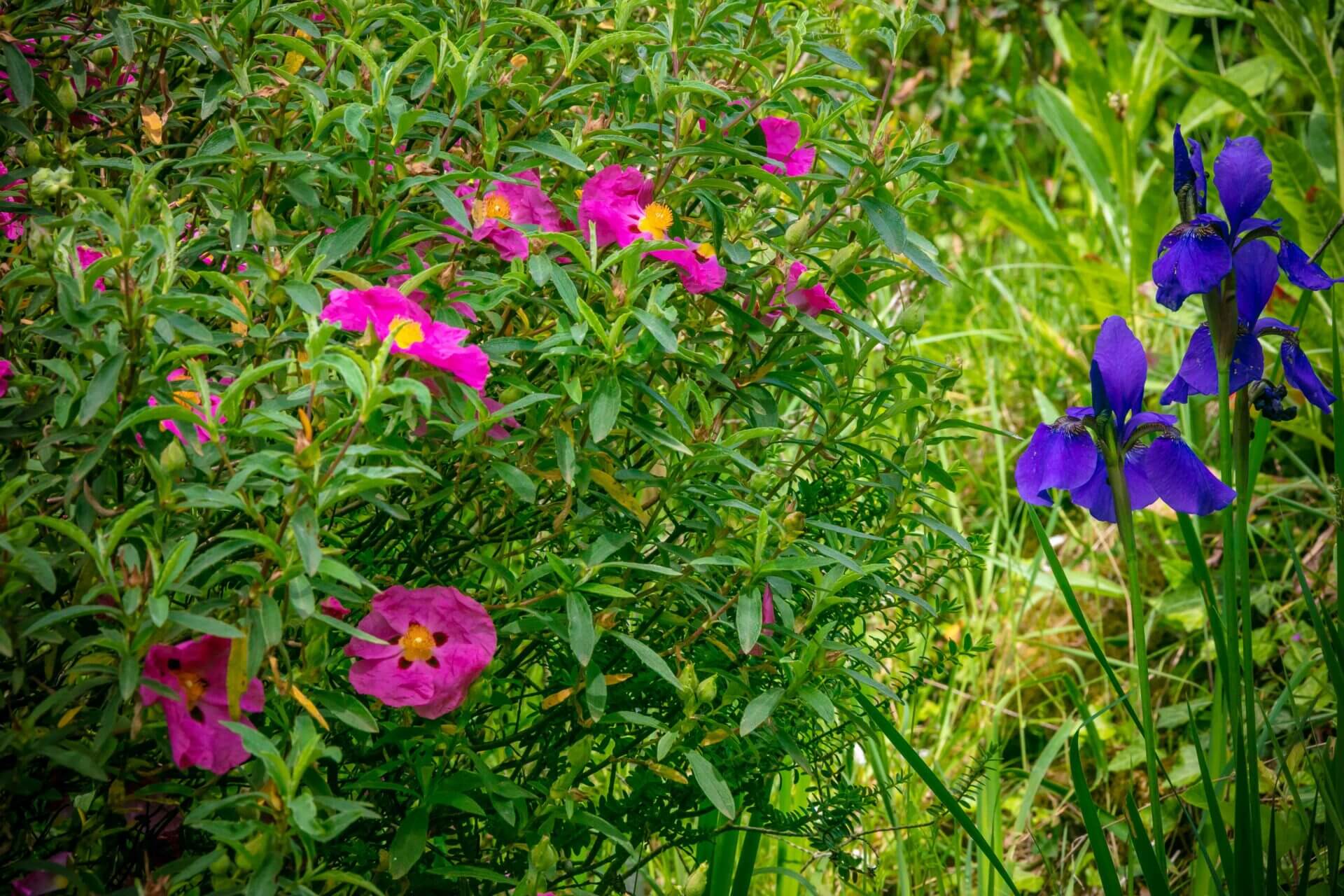 Un buisson fleuri rose et violet.